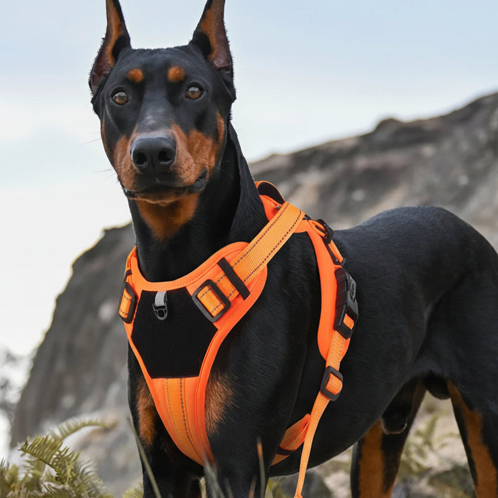 Dog Accessories