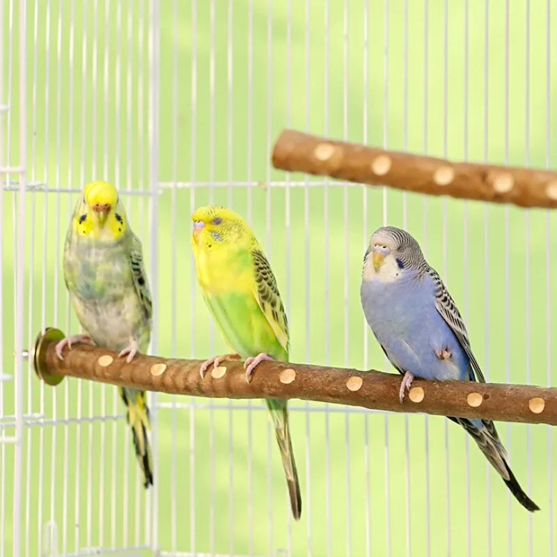 Natural Wood Parakeet Perch Stand for Budgies and Cockatiels